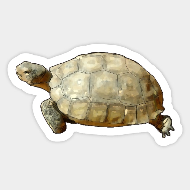 Tortoise Sticker by Colin-Bentham